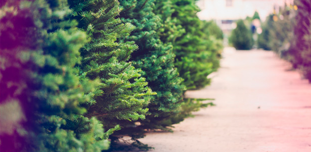 Живые елки от интернет-магазина Cristmas tree. **Скидка до 50%** + бесплатная доставка в пределах МКАД!. Москва - kupikupon.ru Живые елки от интернет-магазина Cristmas tree. **Скидка до 50%** + бесплатная доставка в пределах МКАД!