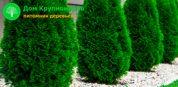 Сосна, пихта, ель, кустарники и другие плодовые деревья, а также проектирование ландшафтного дизайна, обустройство земельной территории от питомника «Дом крупномеров». **Скидка до 89%**. Москва - kupikupon.ru Сосна, пихта, ель, кустарники и другие плодовые деревья, а также проектирование ландшафтного дизайна, обустройство земельной территории от питомника «Дом крупномеров». **Скидка до 89%**