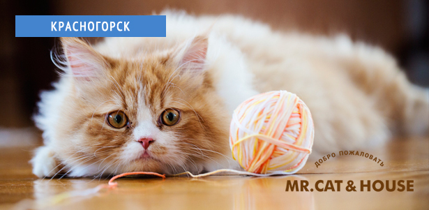 Проживание в гостинице для кошек Mr. Cat & House + услуги груминга для кошек и собак! **Скидка 40%**. Всё Подмосковье - kupikupon.ru Проживание в гостинице для кошек Mr. Cat & House + услуги груминга для кошек и собак! **Скидка 40%**