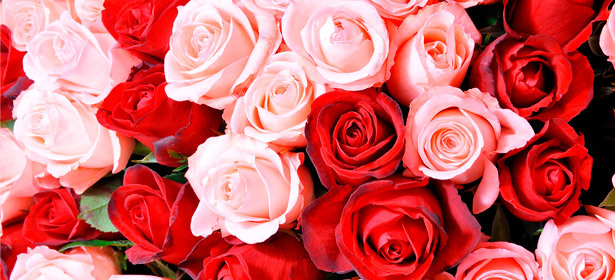 Букеты из 15, 25, 51 или 101 розы любых цветов на выбор от компании Le Fleur! **Скидка до 59%**. Москва - kupikupon.ru Букеты из 15, 25, 51 или 101 розы любых цветов на выбор от компании Le Fleur! **Скидка до 59%**