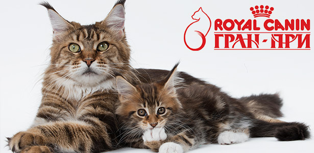 Билеты на выставку кошек «Гран-при Royal Canin»: детские и взрослые. Удивительный мир грациозных животных! **Скидка до 50%**. Москва - kupikupon.ru Билеты на выставку кошек «Гран-при Royal Canin»: детские и взрослые. Удивительный мир грациозных животных! **Скидка до 50%**