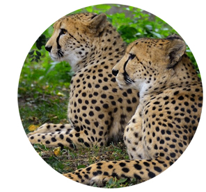 промокод московский зоопарк на скидку. Смотреть фото промокод московский зоопарк на скидку. Смотреть картинку промокод московский зоопарк на скидку. Картинка про промокод московский зоопарк на скидку. Фото промокод московский зоопарк на скидку промокод московский зоопарк на скидку. Смотреть фото промокод московский зоопарк на скидку. Смотреть картинку промокод московский зоопарк на скидку. Картинка про промокод московский зоопарк на скидку. Фото промокод московский зоопарк на скидку