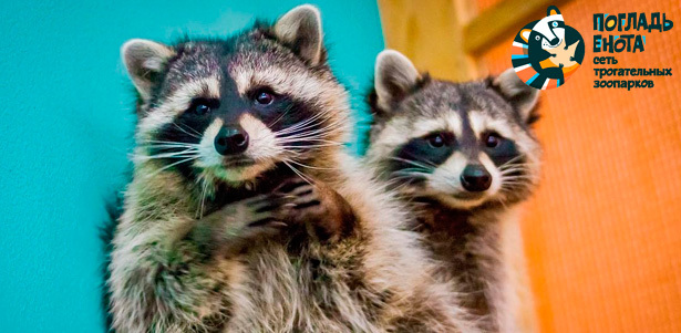 Билеты в контактный зоопарк «Погладь енота» в ТЦ «Мозаика» на «Дубровке» **со скидкой 50%**