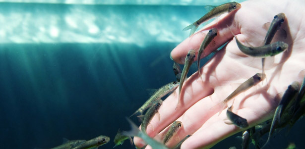 Пилинг тела рыбками в Центре терапии Фиш СПА от 375р.! Верни коже молодость и красоту!