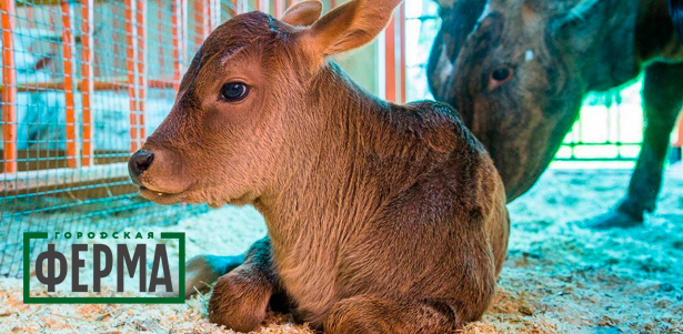 Посещение «Городской фермы на ВДНХ» в будни, выходные и праздничные дни **со скидкой 50%**