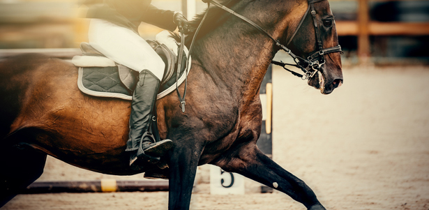 Конные прогулки для взрослых и детей, романтическая или квест-прогулка на лошадях, аренда лошади для фотосессии от конного двора «Космос» в Митино. **Скидка до 68%**