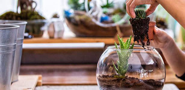 Мастер-класс по созданию флорариума для одного или двоих в студии «Оазис декор». **Скидка до 55%**