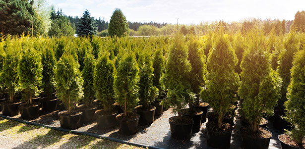Хвойные и плодовые деревья, крупномеры, кустарники, бонсай, туи и многое другое от питомника «Доставка Крупномеров». **Скидка 50%**