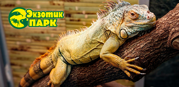 **Скидка 50%** на входные билеты на выставку экзотических животных «Экзотик парк» в ТРК «Парк Хаус»