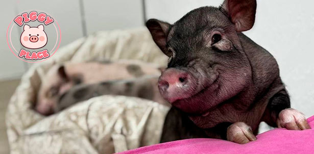 **Скидка 30%** на билеты в антикафе с мини-пигами Piggy Place на Невском проспекте