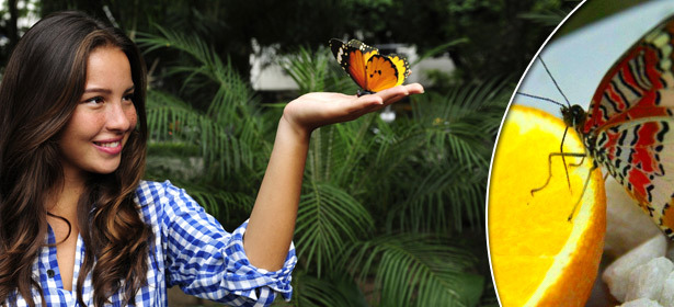 Билеты на выставку тропических бабочек для взрослых и детей + горячий чай в арт кафе «Парк». **Скидка до 60%**