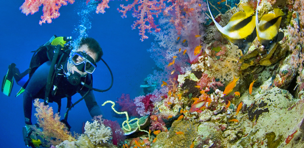 Разовое погружение, базовый курс дайвинга для одного или двоих по методике Жака-Ива Кусто с получением международного сертификата от ассоциации дайвинга «Русское бюро» со **скидкой до 65%**